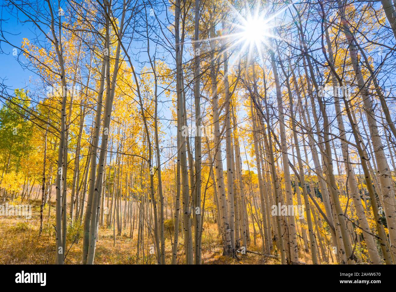 Sun shining through aspen trees in fall in Colorado Stock Photo