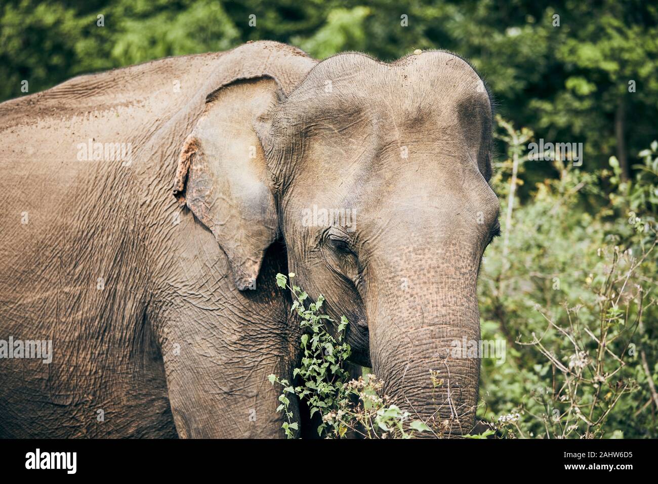 Portrait of elephant in jungle. Wildlife animal in Sri Lanka. Stock Photo