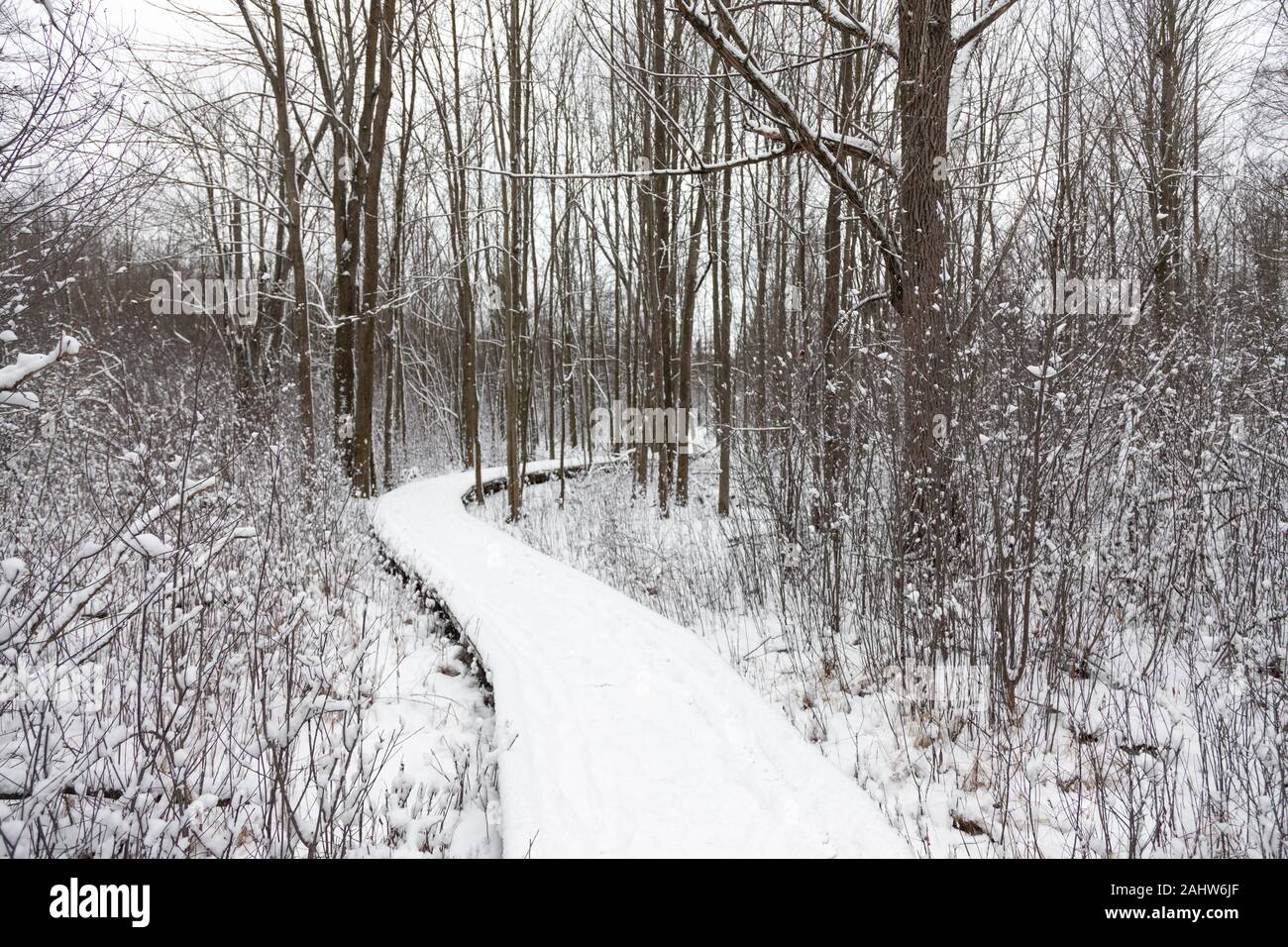 London, Canada - December 31, 2019. A fresh snow fall covers trees in the Sifton Bog, an environmentally sensitive area located within the city. Stock Photo