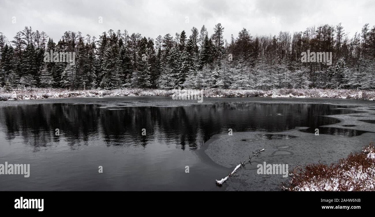 London, Canada - December 31, 2019. A fresh snow fall covers trees in the Sifton Bog, an environmentally sensitive area located within the city. Stock Photo