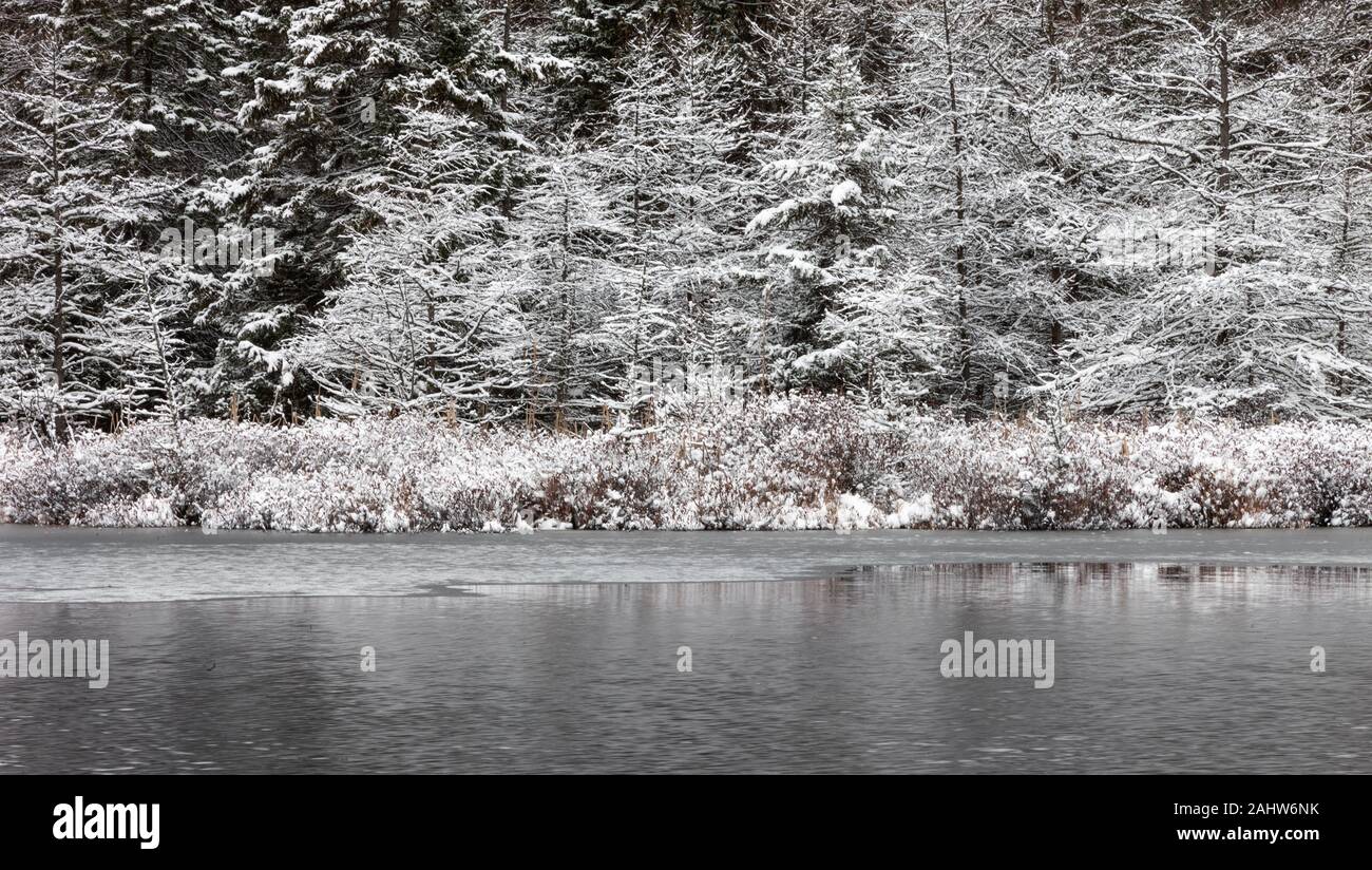 London, Canada - December 31, 2019. A fresh snow fall covers trees in the Sifton Bog, an environmentally sensitive area located within the city. Stock Photo