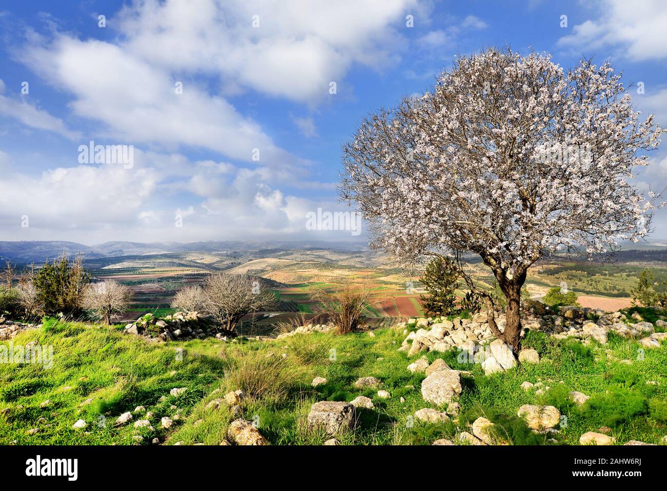 Beautiful almond tree in National Adulam park. Israel spring in Adulam park. Stock Photo