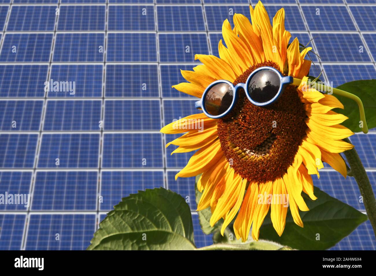 Solar modules with sunflower Stock Photo