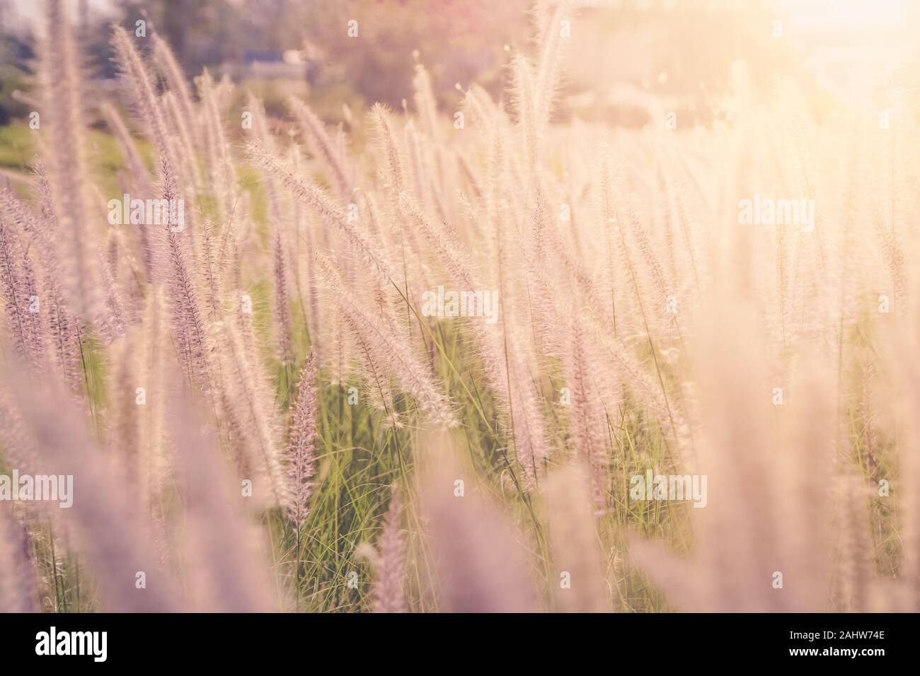 Little Wild Flowers High Resolution Stock Photography and Images - Alamy