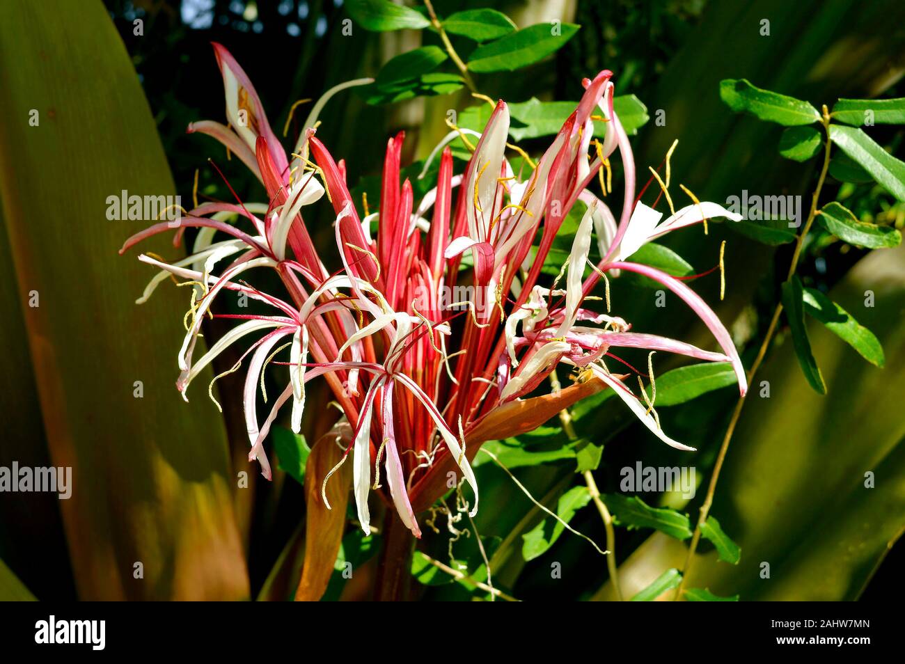 Crinum asiaticum, commonly known as poison bulb Stock Photo