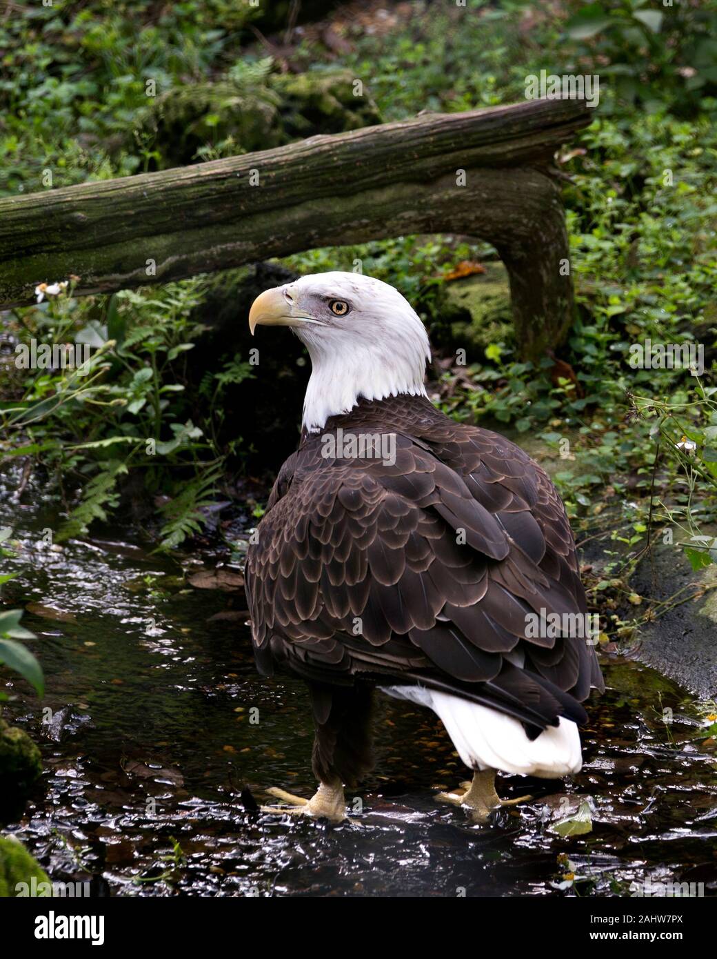 Bald eagle wing tail feathers hires stock photography and images Alamy