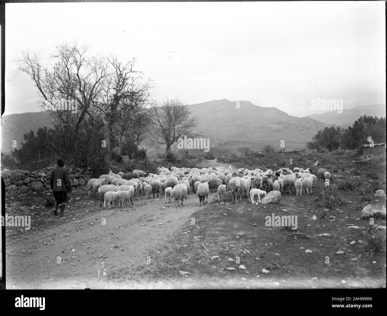 A traditionally dressed shepherd in Ottoman Turkey herding his sheep on a mountain road. Photograph dated around 1910-1920. Trees without leaves suggest autumn or winter season. Copy from a dry glass plate, originating from the Herry W. Schaefer collection. Stock Photo