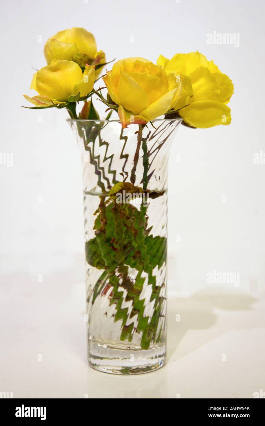 Lichfield, Staffordshire, England. 1st January 2020.  Yellow roses picked from a garden in Lichfield, Staffordshire, England on New Year's Day Stock Photo