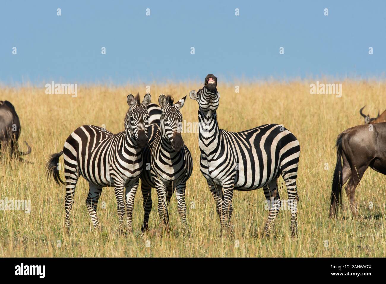 A herd of zebras grazing and walking in the plains of Africa inside