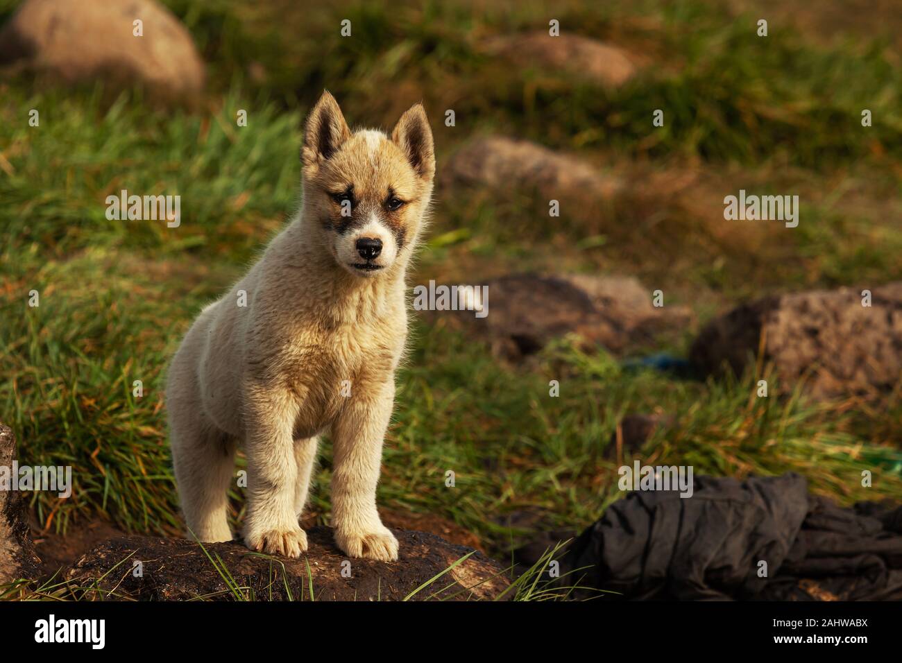 Greenland dog puppy Stock Photo Alamy