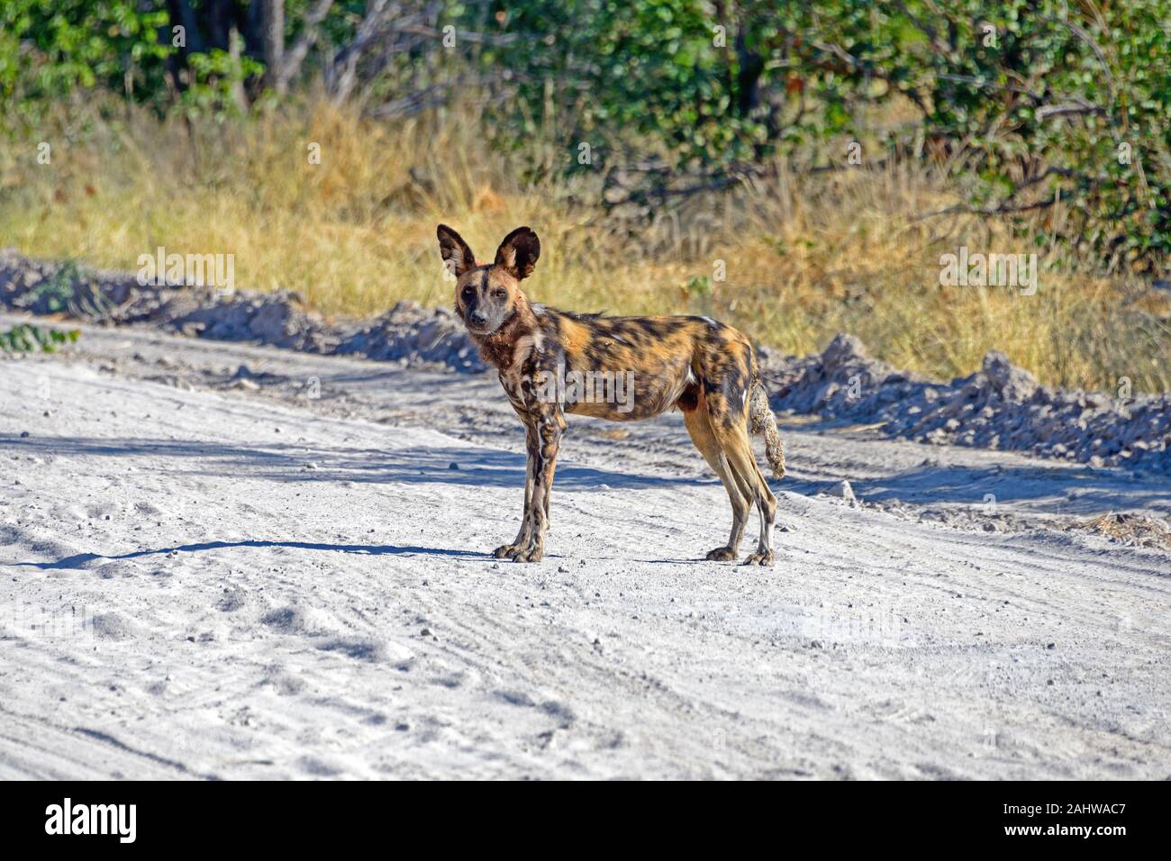 Afrikanischer Wildhund, Strasse zwischen  Sankuyo und Mababe Village , Botswana / Hyänenhund, Hyaenenhund, Hyaene, (Lyacon pictus) Stock Photo
