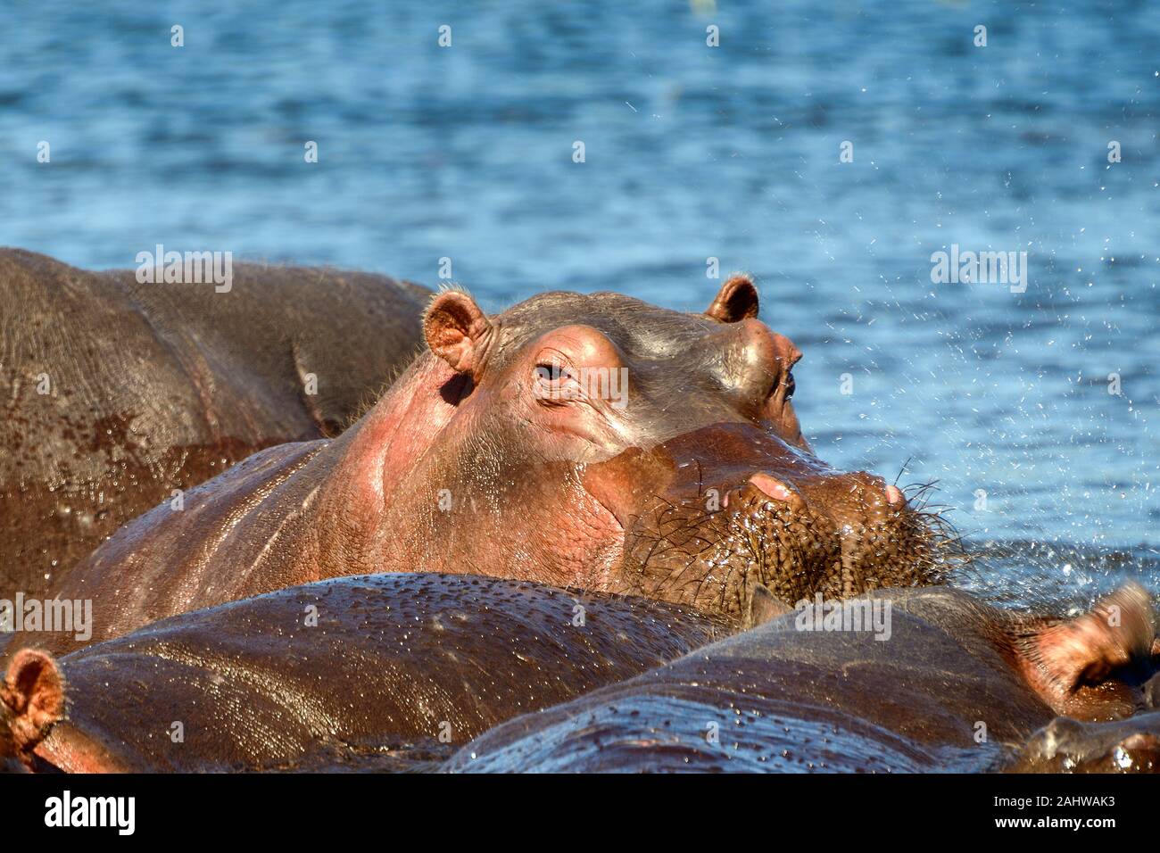 Flusspferd, Chobe Nationalpark, Botswana / (Hippopotamus amphibius), Nilpferd, nilpferde, Flusspferde Stock Photo
