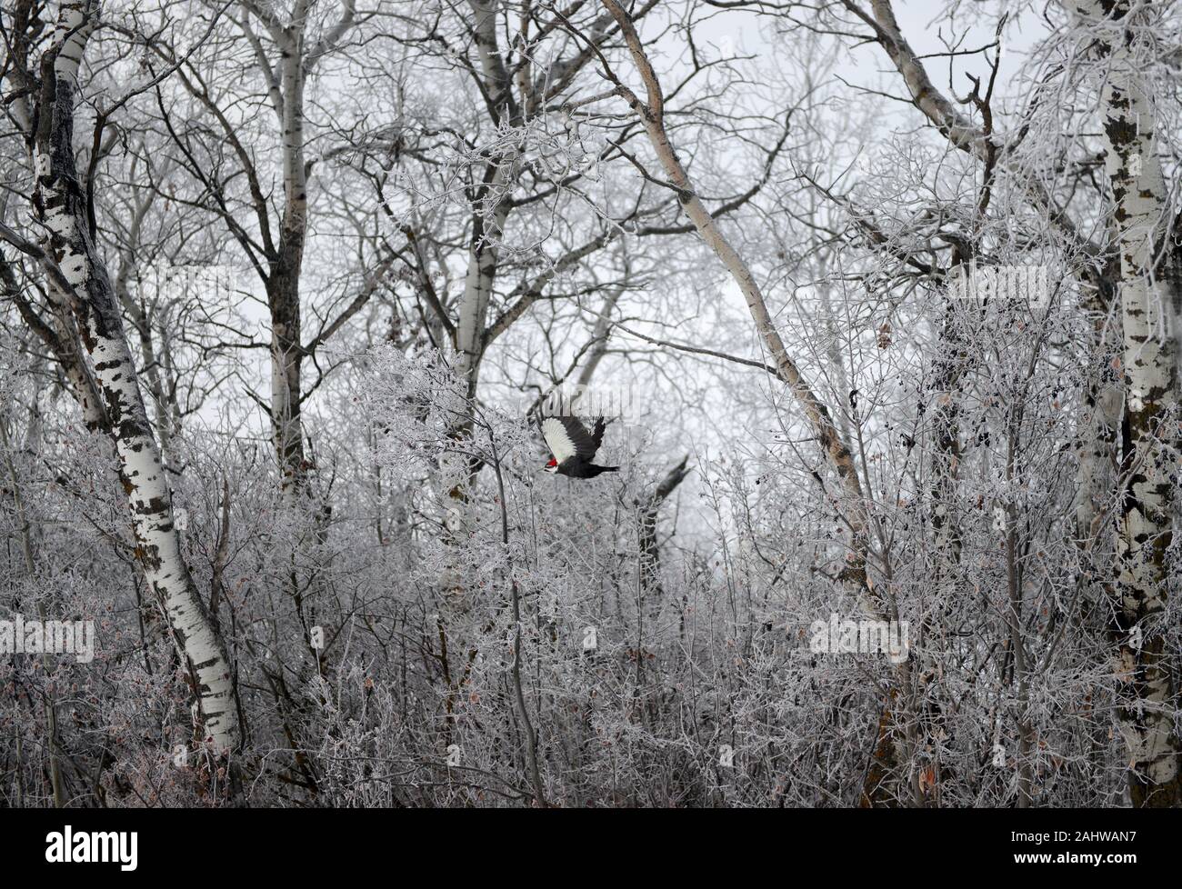 Pileated woodpecker in flight on a cold winter day in Saskatoon, Canada Stock Photo