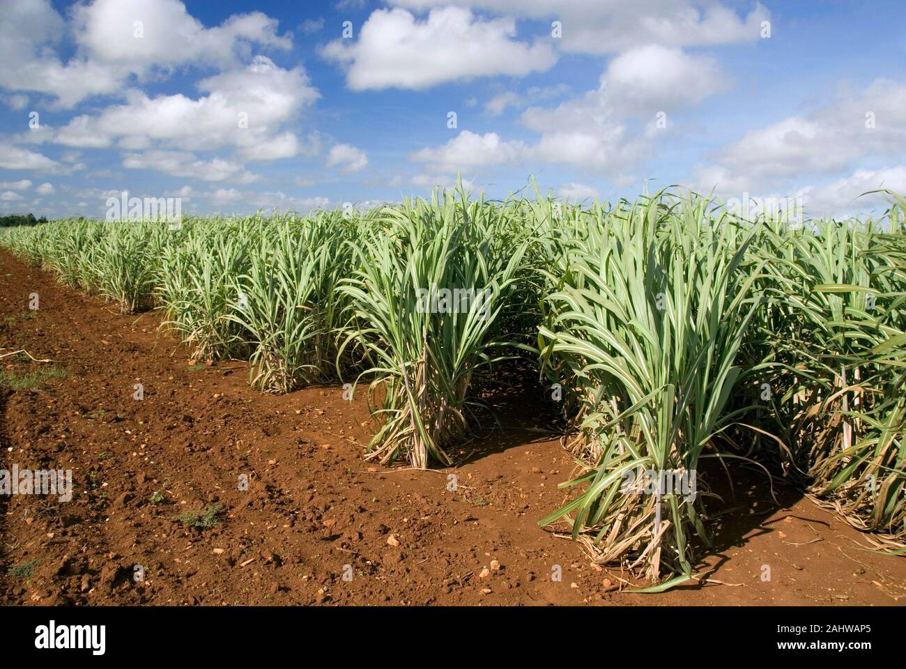 Kuba, Karibik, Zuckerrohr, (Saccharum officinarum), Zuckerrohr-Plantage, Zuckerrohrplantage, Stock Photo