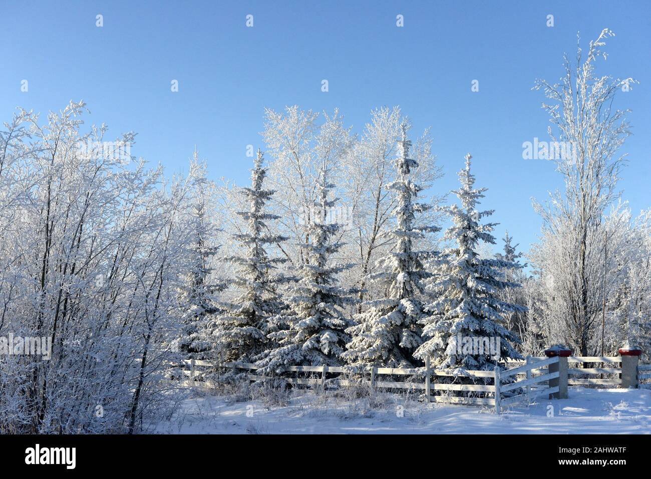 Hoar frost on a Canadian winter day in Saskatoon Stock Photo