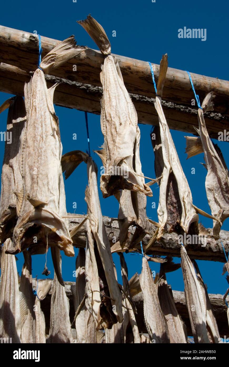 Europa, Island, Iceland, Saudarkrokur, Stockfisch, Trockenfisch Stock ...