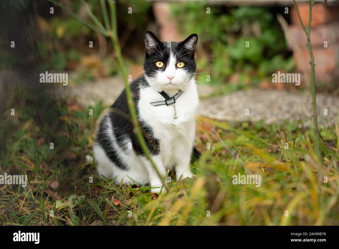 A young black and white colored cat sitting Stock Photo - Alamy