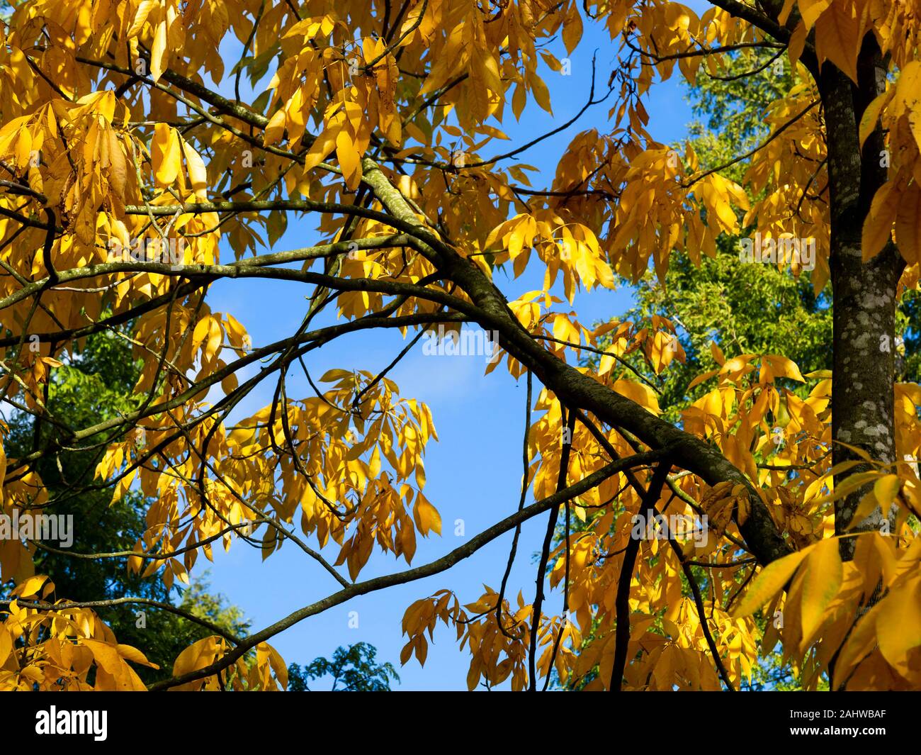 Beautiful bright yellow autumn foliage of a shagbark hickory tree, Carya ovata, against a clear blue sky Stock Photo