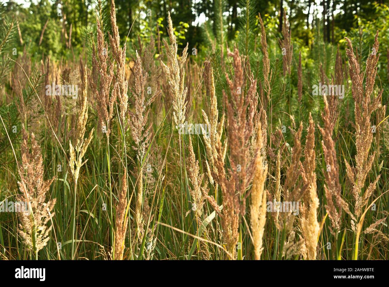 Field of high grass hi-res stock photography and images - Alamy
