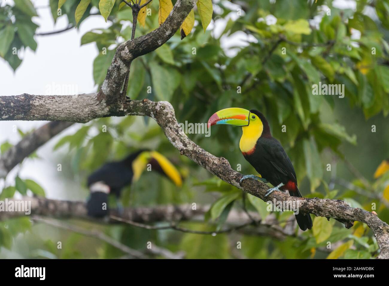A keel-billed toucan (Ramphastos sulfuratus) perches on a tree branch in Laguna del Lagarto, Costa Rica Stock Photo