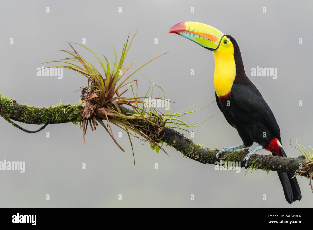 A keel-billed toucan (Ramphastos sulfuratus) perches on a tree branch in Laguna del Lagarto, Costa Rica Stock Photo