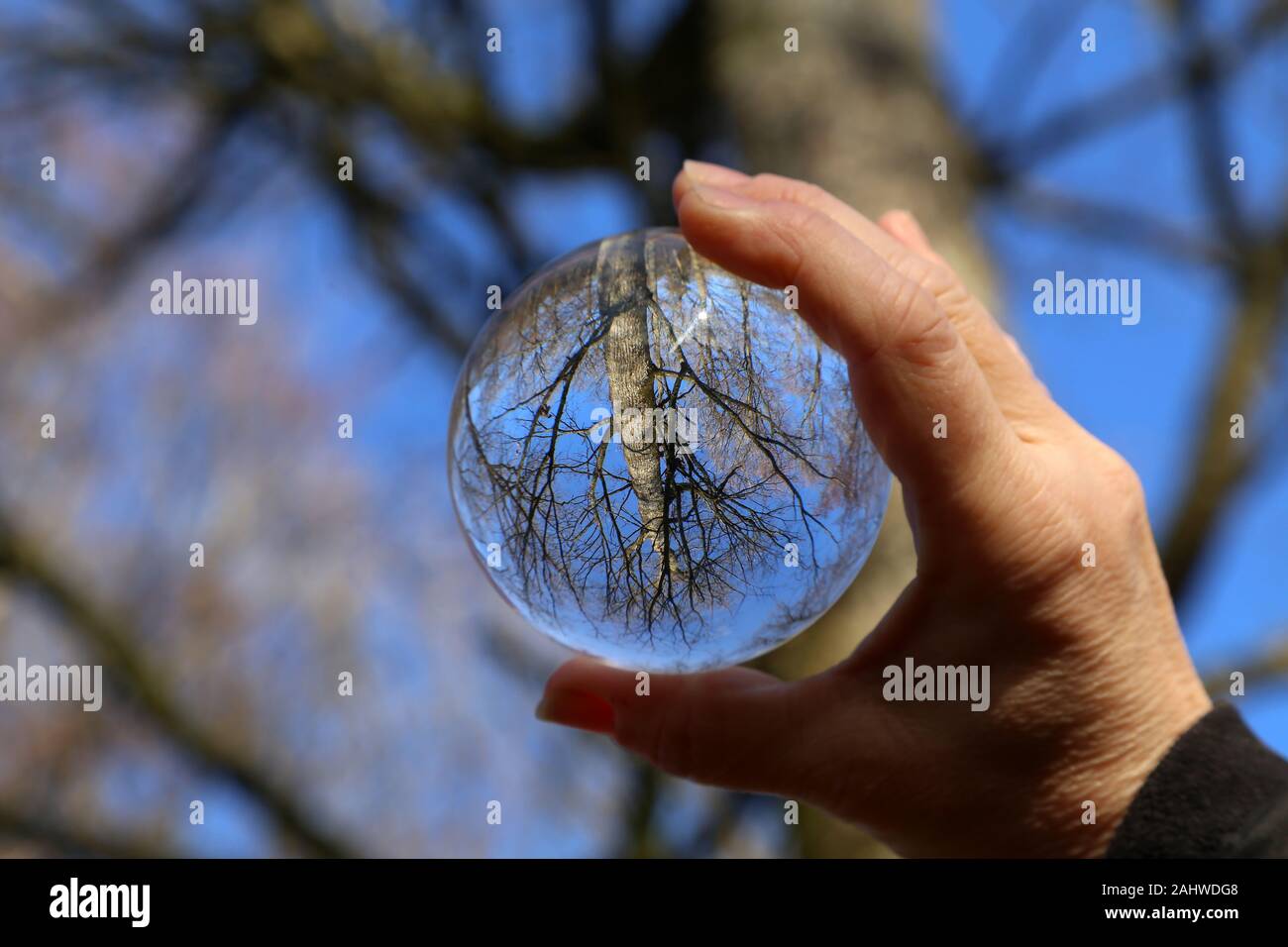 Trees and blue sky through a transparent glass ball Stock Photo - Alamy