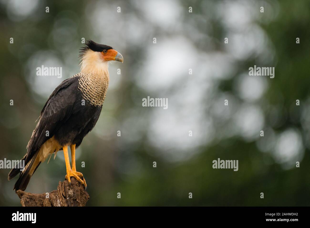 Crested Caracara (Caracara cheriway), Laguna del Lagarto, Costa Rica Stock Photo