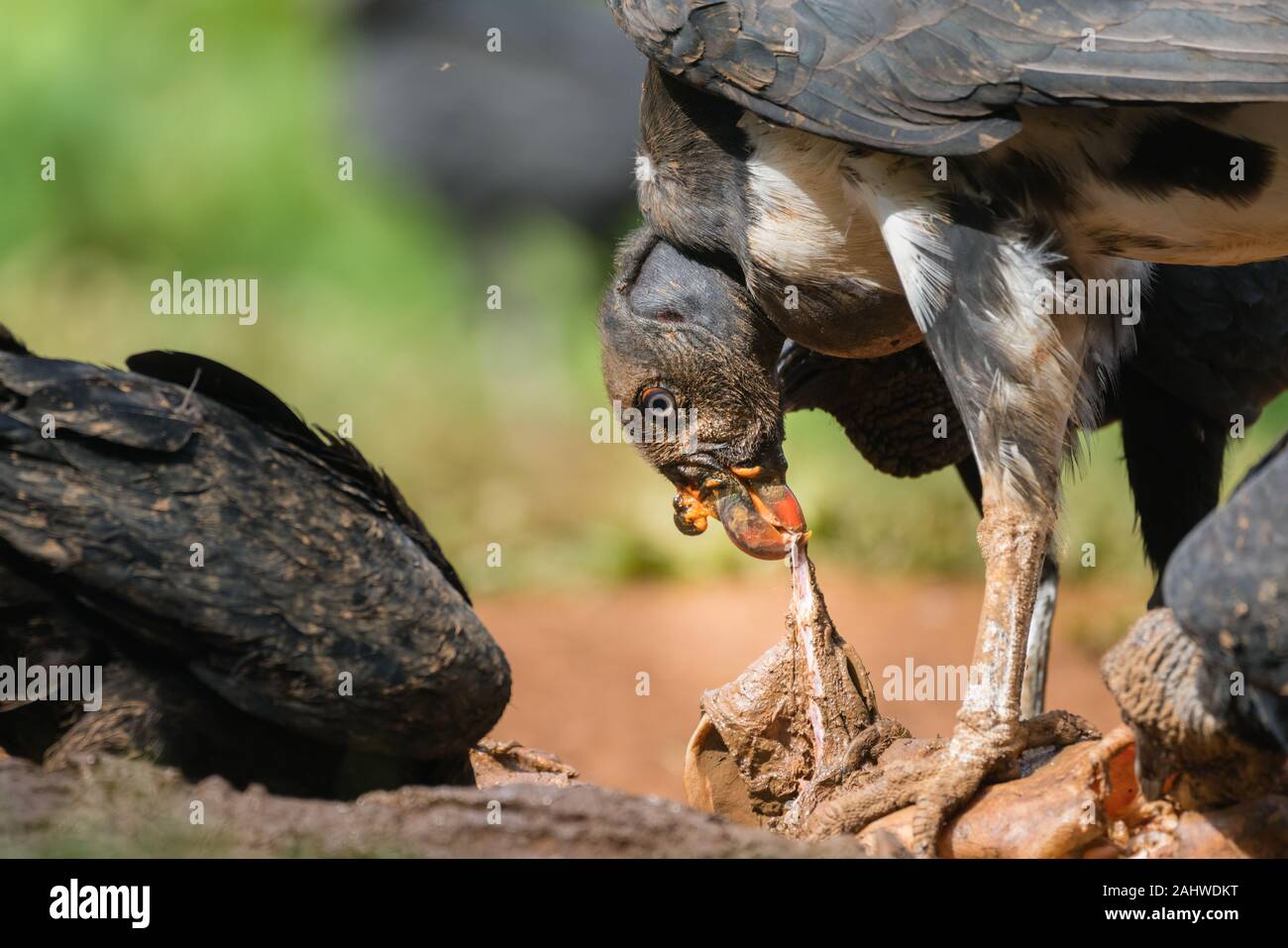 Juvenile King Vulture (Sarcoramphus papa) feeds on a carrion with black vultures (Coragyps atratus) around, Laguna del Lagarto, Costa Rica Stock Photo