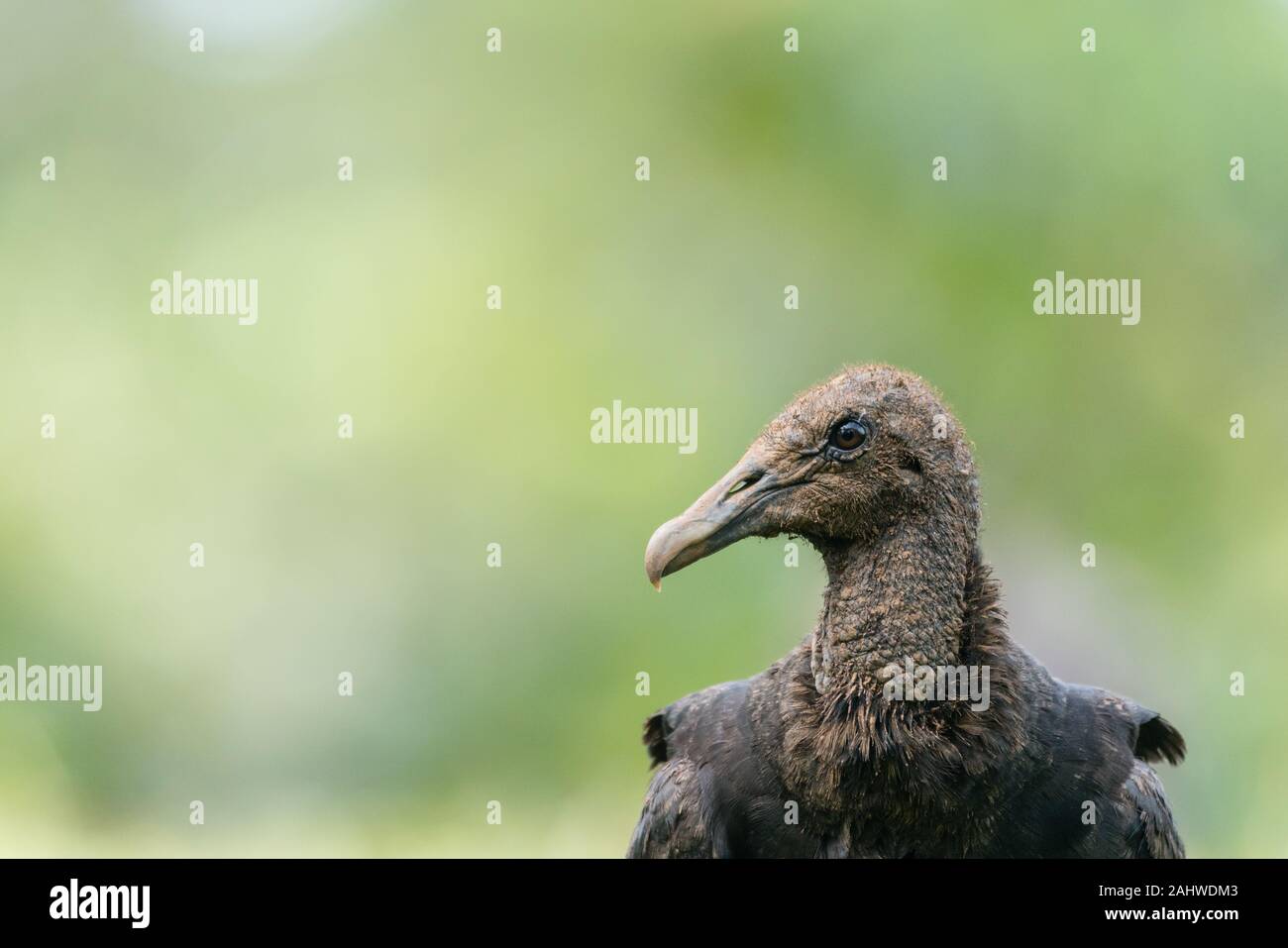 Black vulture (Coragyps atratus), Laguna del Lagarto, Costa Rica Stock Photo