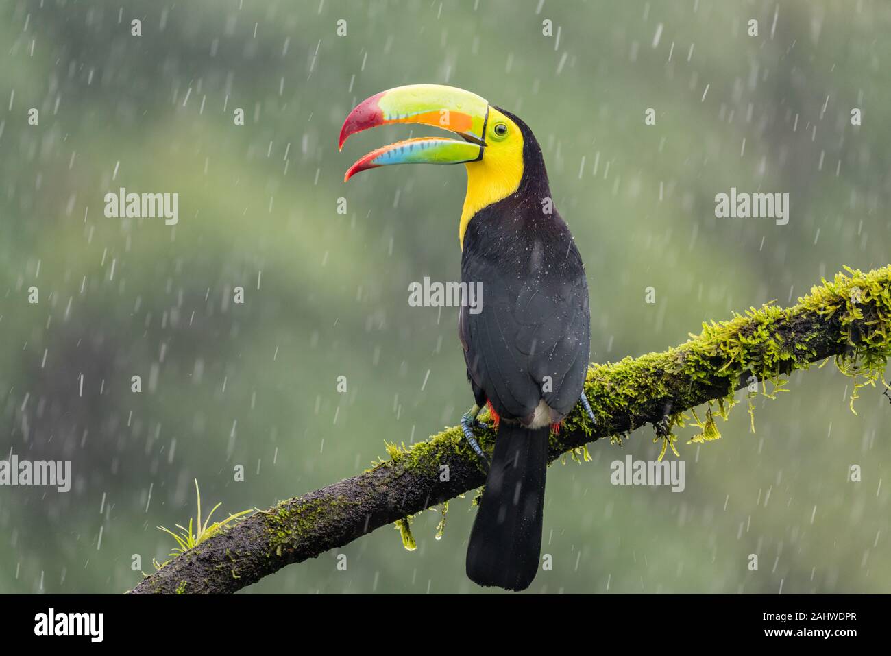 A keel-billed toucan (Ramphastos sulfuratus) perches on a tree branch in the rain with beak open in Laguna del Lagarto, Costa Rica Stock Photo