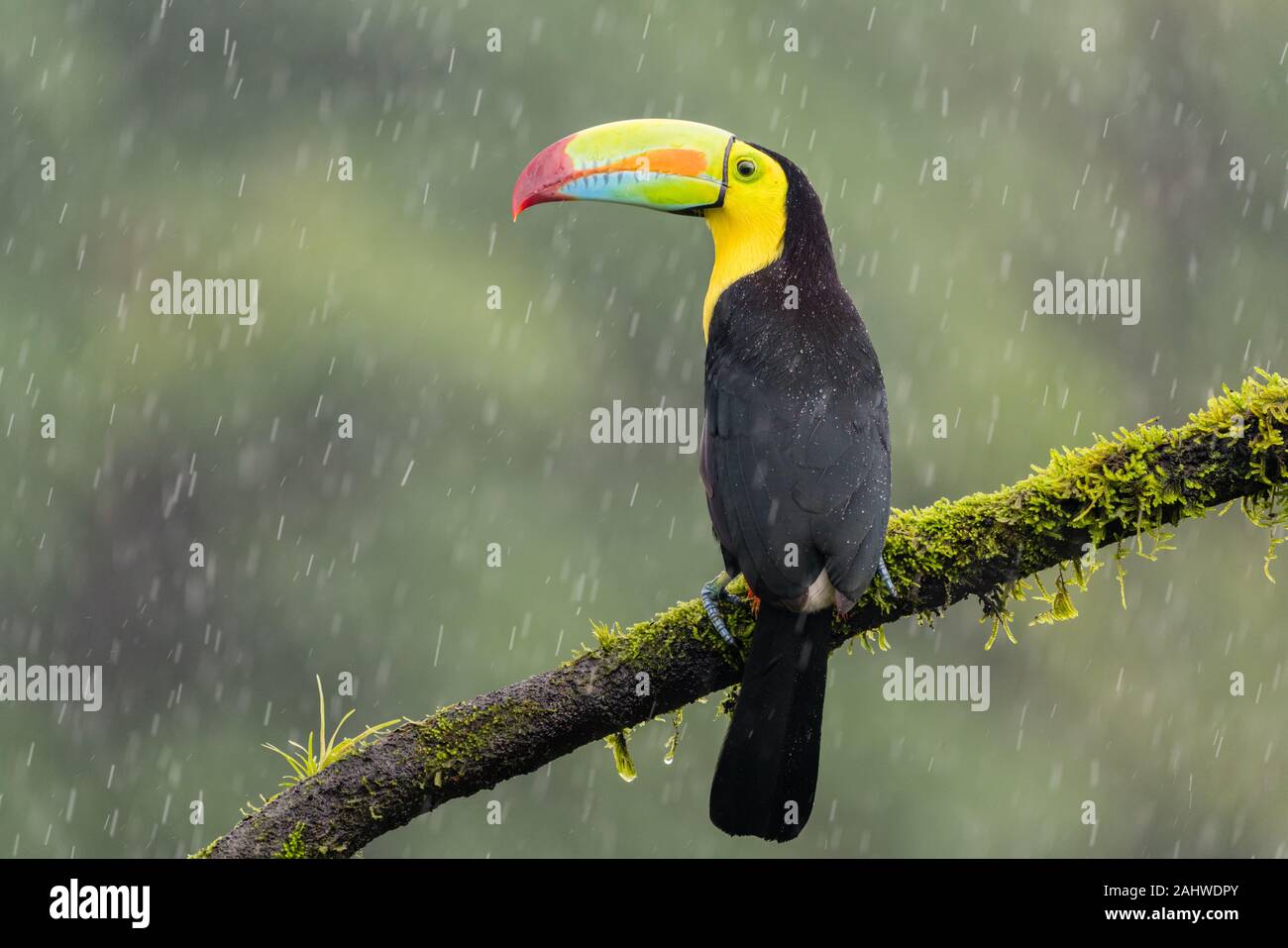 A keel-billed toucan (Ramphastos sulfuratus) perches on a tree branch in the rain in Laguna del Lagarto, Costa Rica Stock Photo