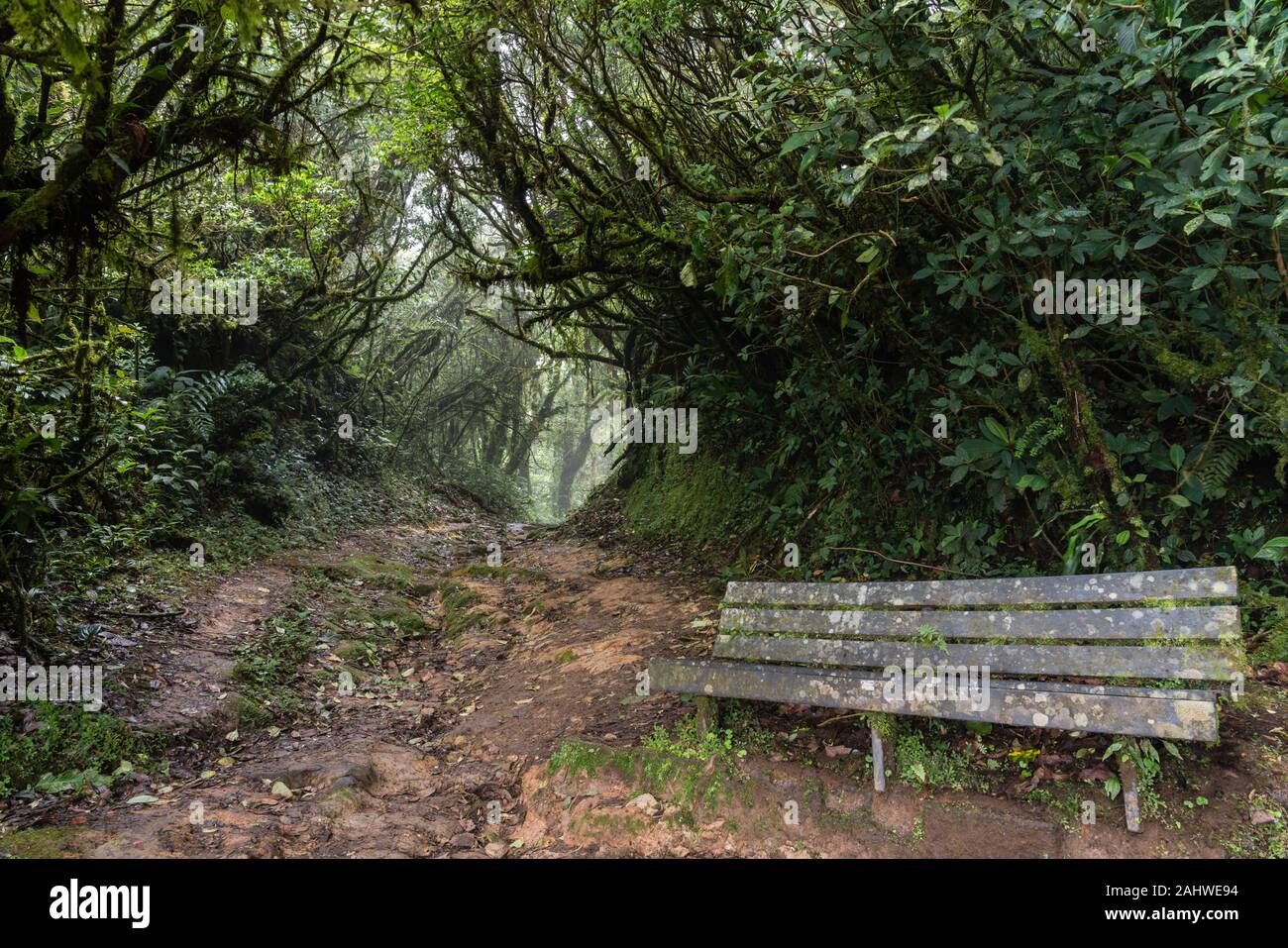 A bench in the forest, Monteverde Cloud Forest Reserve, Costa Rica Stock Photo