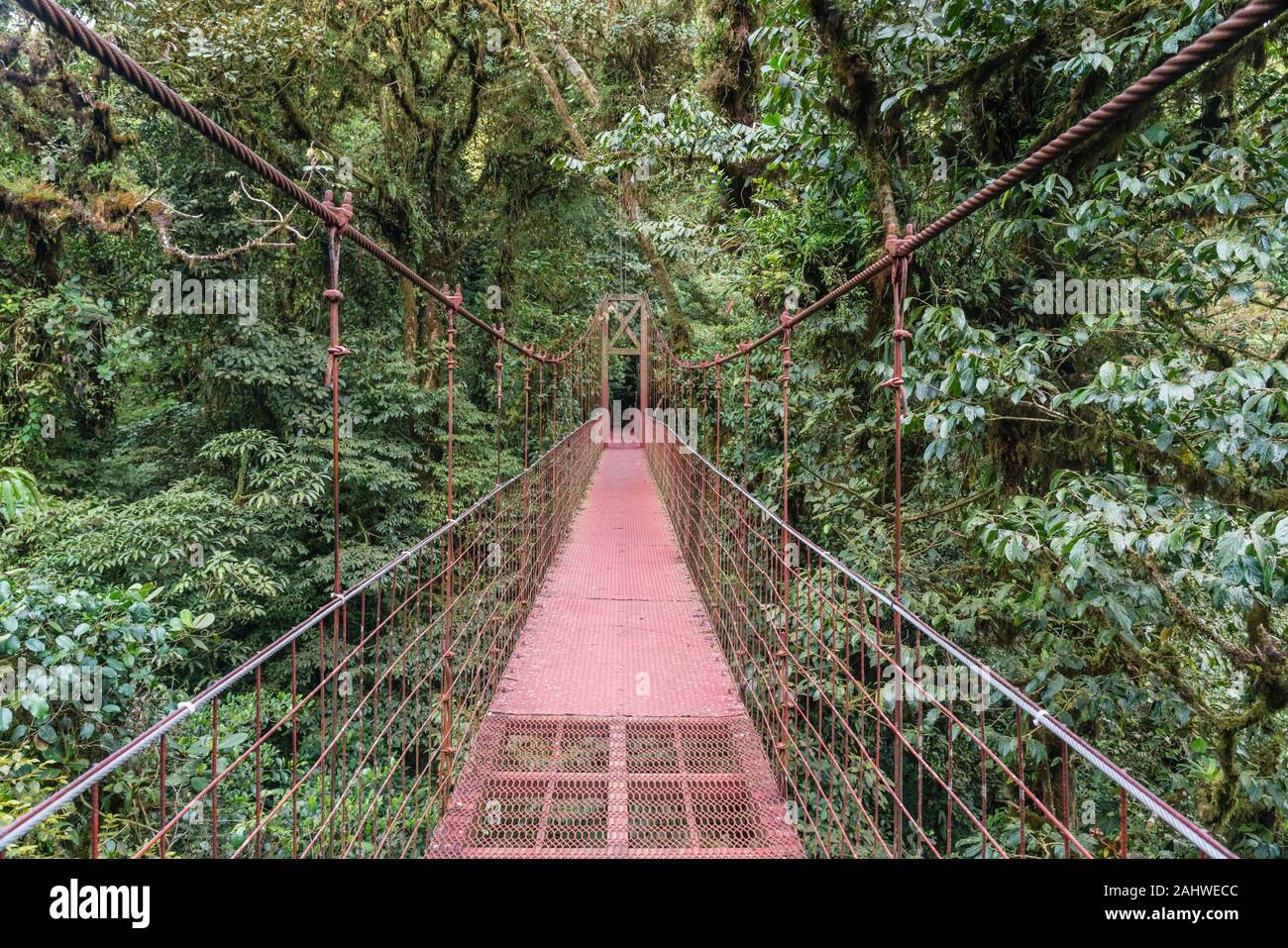 Hanging bridge in the canopy, Monteverde Cloud Forest Reserve, Costa Rica Stock Photo