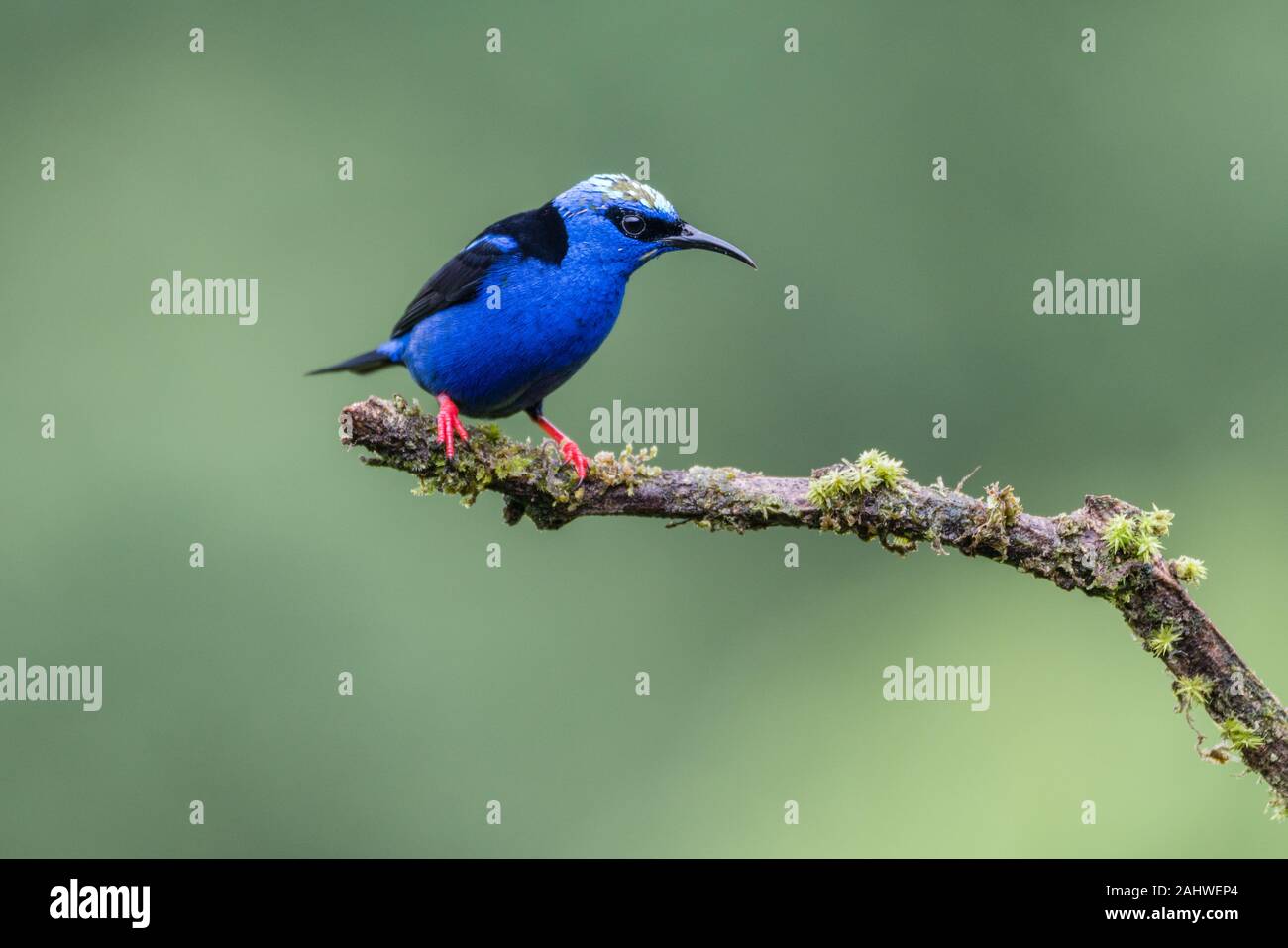 A male red-legged honeycreeper (Cyanerpes cyaneus) perches on a tree branch in Laguna del Lagarto, Costa Rica. Stock Photo