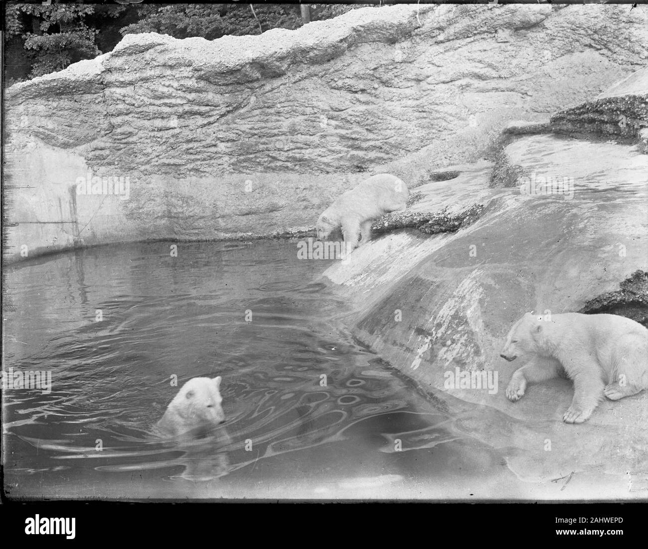 Der 1911 eröffnete Tierpark Hellabrunn hielt als einer der ersten Zoos in Deutschland seit Beginn drei Eisbären in einem Freigehege. Sie wurden im südlichsten Teil des Tierparks in der Polarwelt gehalten. Kopie einer Originalfotografie auf Glasplatte aus der Herry W. Schaefer Sammlung.Die Aufnahme stammt aus den Jahren zwischen 1911 und 1920. Stock Photo