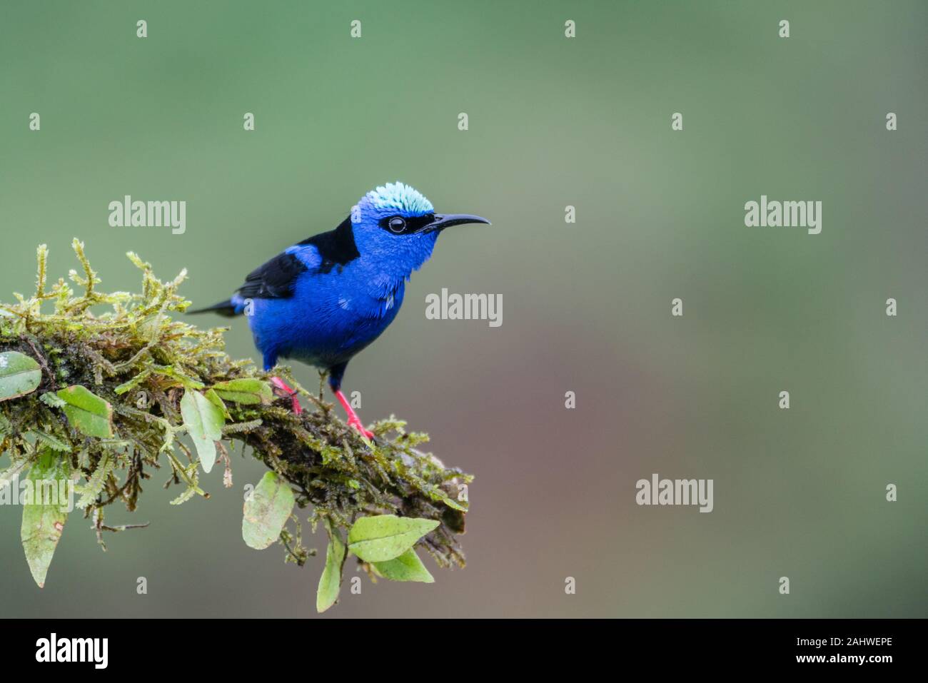 A male red-legged honeycreeper (Cyanerpes cyaneus) perches on a tree branch in Laguna del Lagarto, Costa Rica. Stock Photo