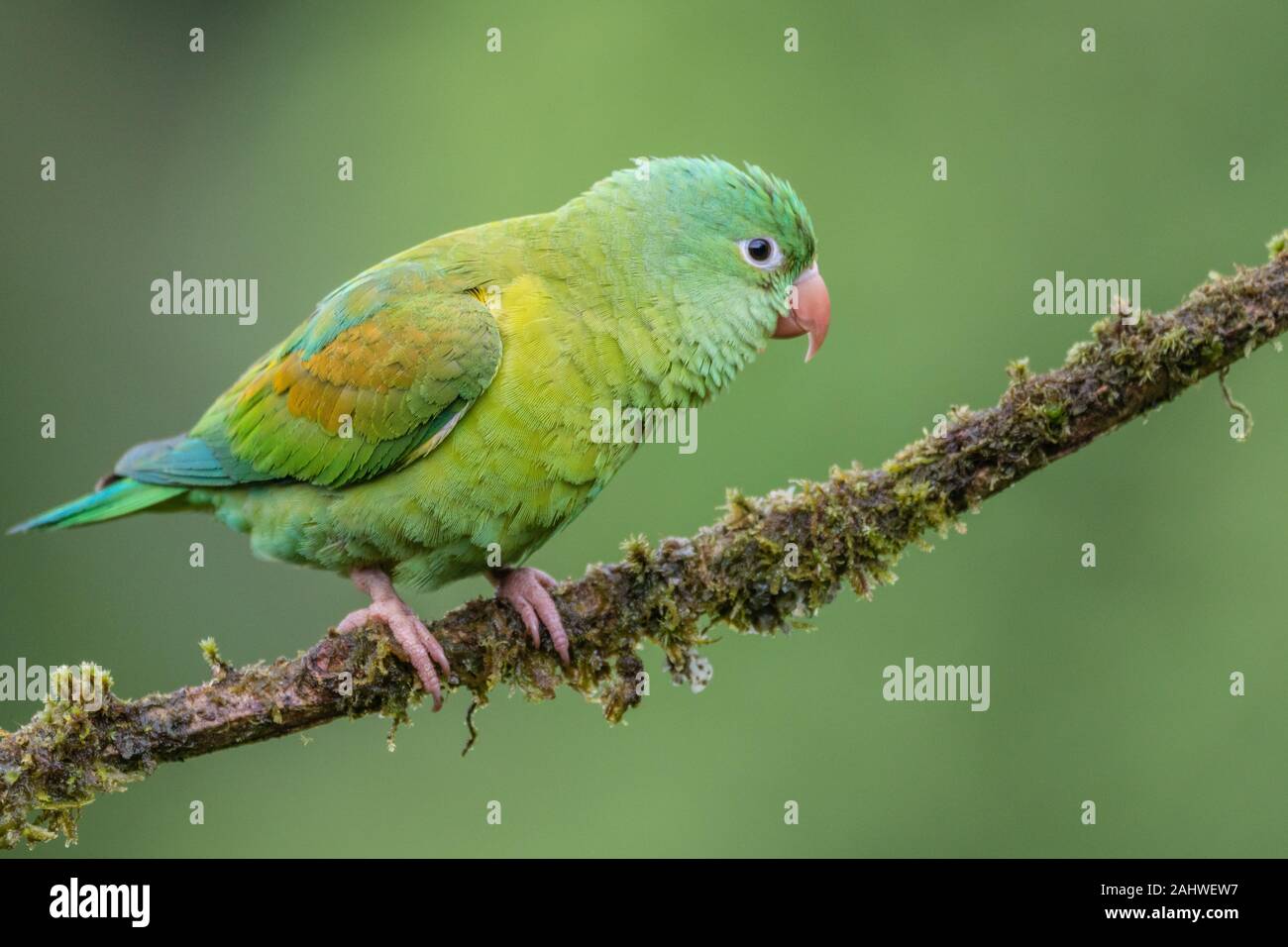 An orange-chinned parakeet (Brotogeris jugularis) perches on a tree branch in Laguna del Lagarto, Costa Rica Stock Photo