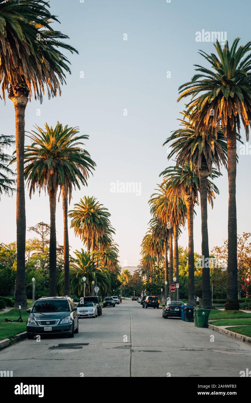 Palm trees on South Windsor Boulevard, in Los Angeles, California Stock Photo