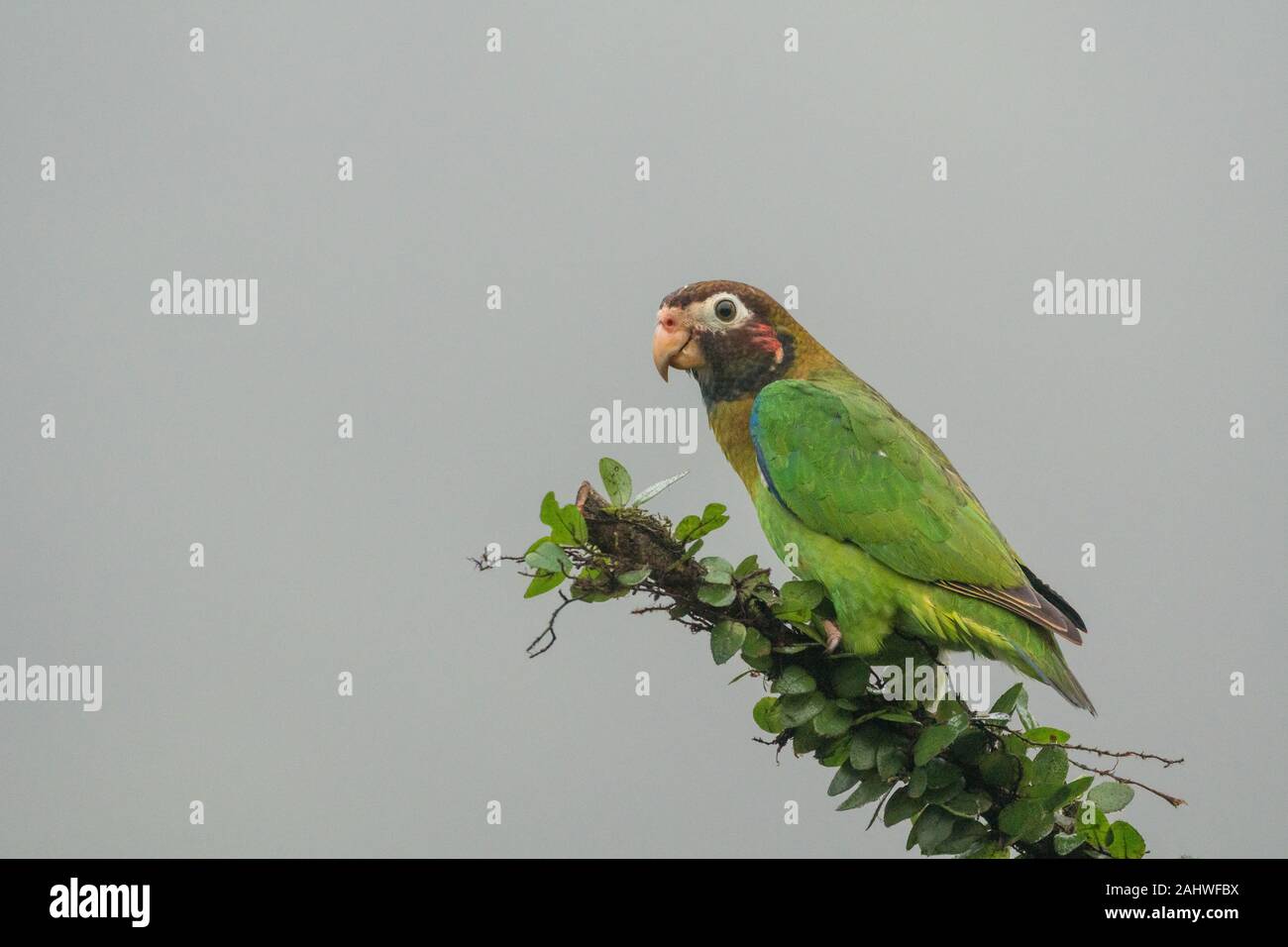 A brown-hooded parrot (Pyrilia haematotis) perches on a tree branch in Laguna del Lagarto, Costa Rica Stock Photo