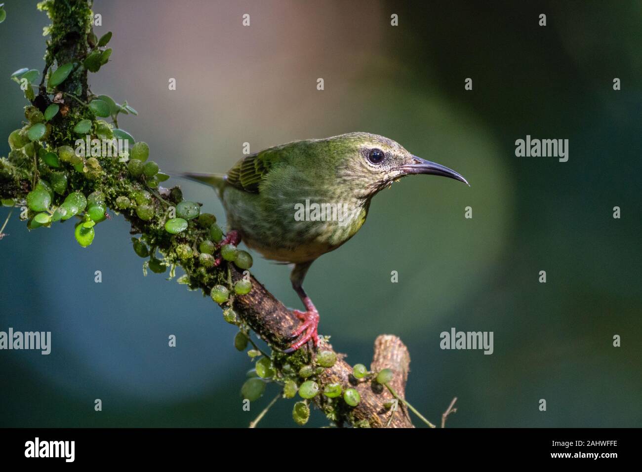 A female red-legged honeycreeper (Cyanerpes cyaneus) perches on a tree branch in Laguna del Lagarto, Costa Rica. Stock Photo