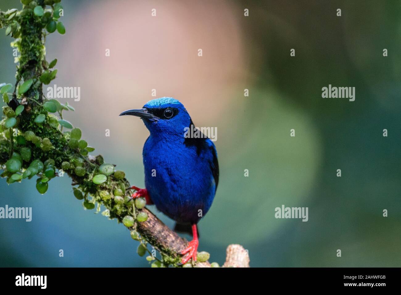 A male red-legged honeycreeper (Cyanerpes cyaneus) perches on a tree branch in Laguna del Lagarto, Costa Rica. Stock Photo