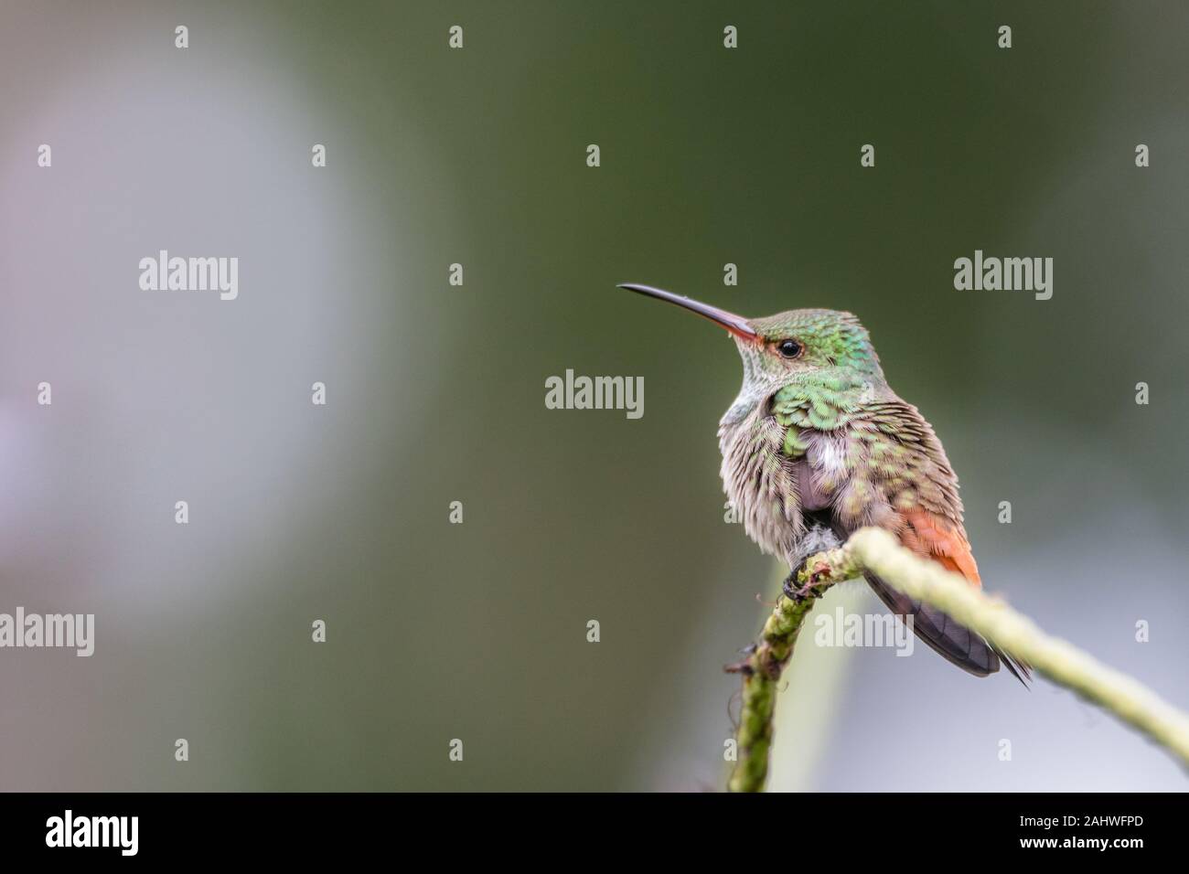A rufous-tailed hummingbird (Amazilia tzacatl) perches on a branch in Laguna del Lagarto, Costa Rica. Stock Photo