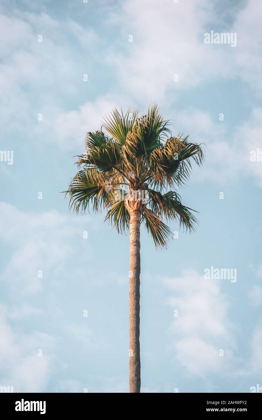 Palm tree in Malibu, California Stock Photo Alamy