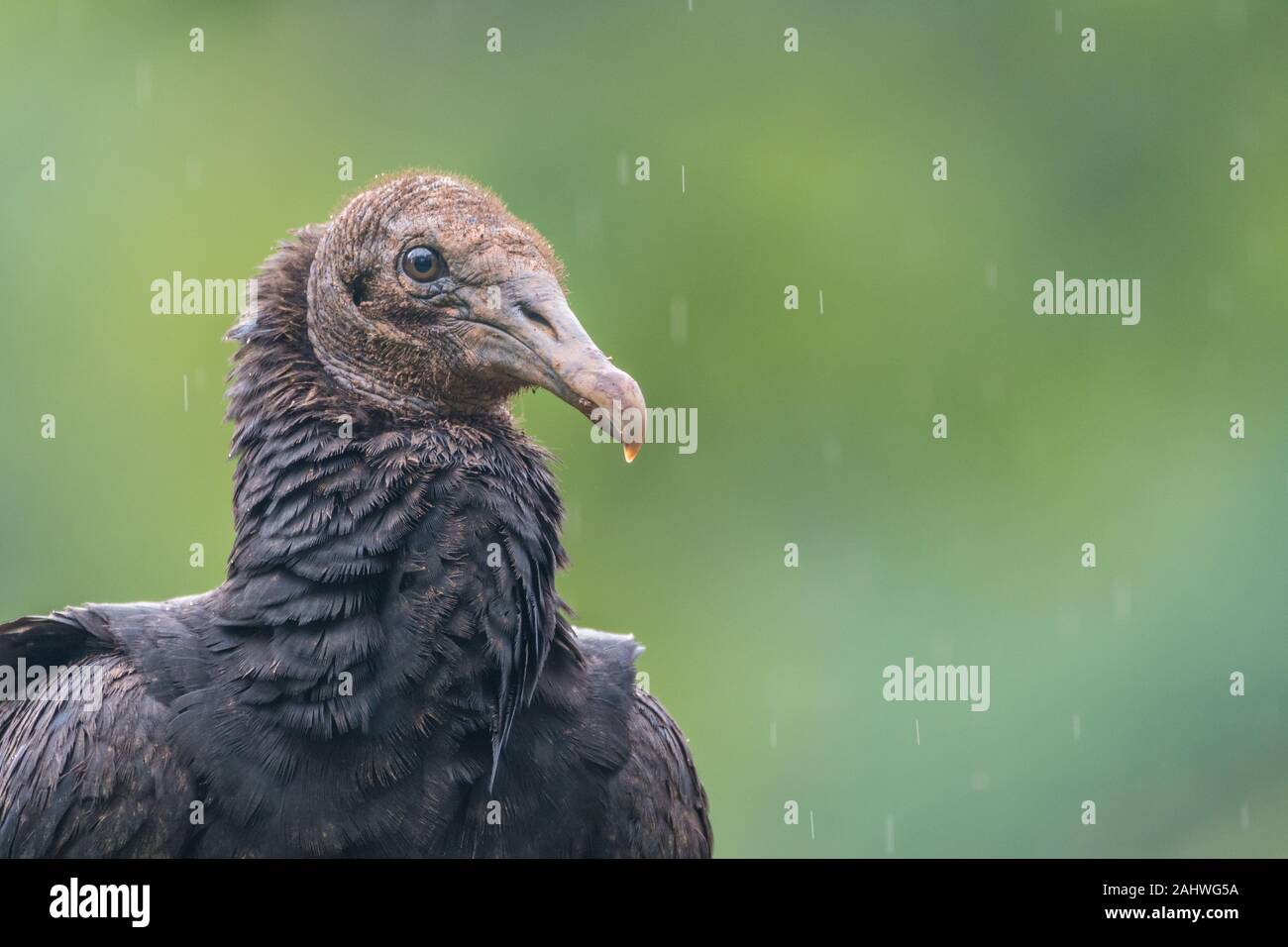 A black vulture (Coragyps atratus) in the rain, Laguna del Lagarto, Costa Rica Stock Photo