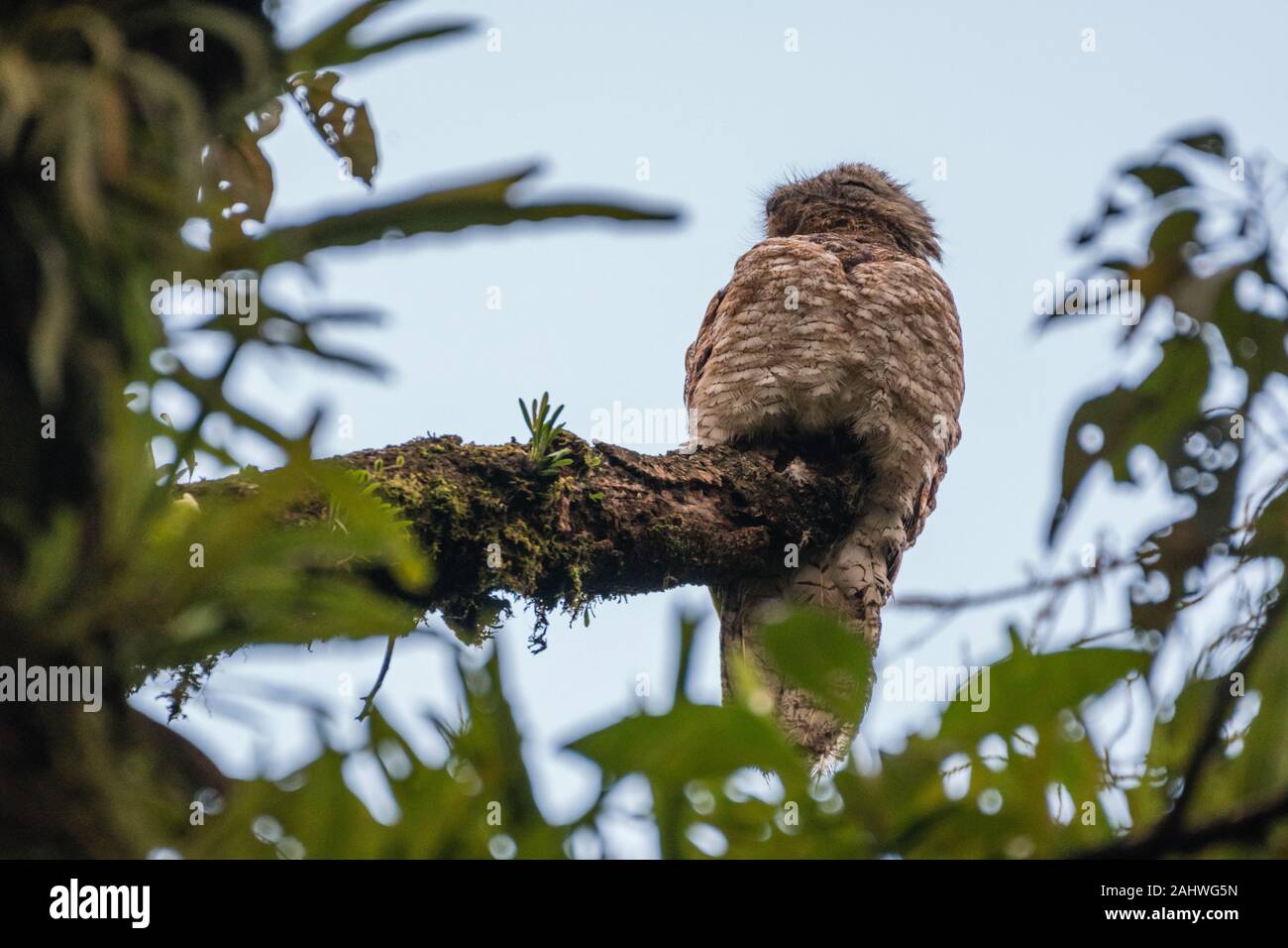 A great potoo (Nyctibius grandis) perches on a tree in Arenal Volcano  National Park, Costa Rica Stock Photo