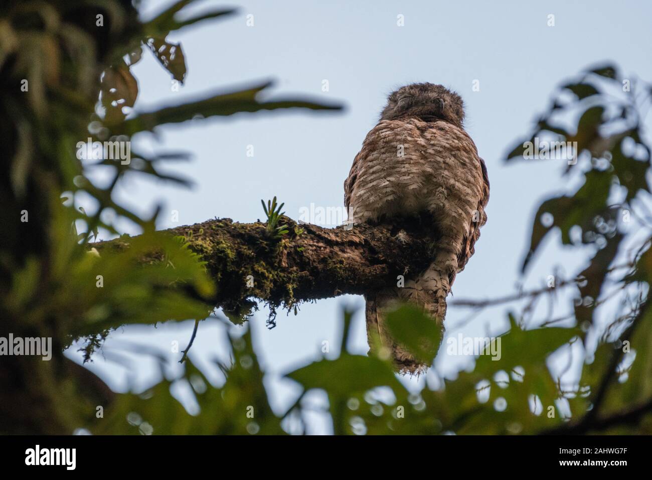 A great potoo (Nyctibius grandis) perches on a tree in Arenal Volcano  National Park, Costa Rica Stock Photo