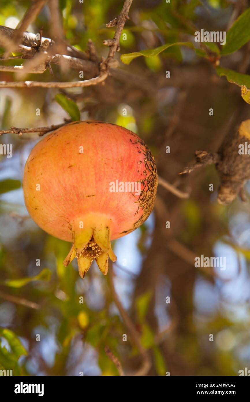 Ripe pomegranate on a tree in Crete, Greece Stock Photo