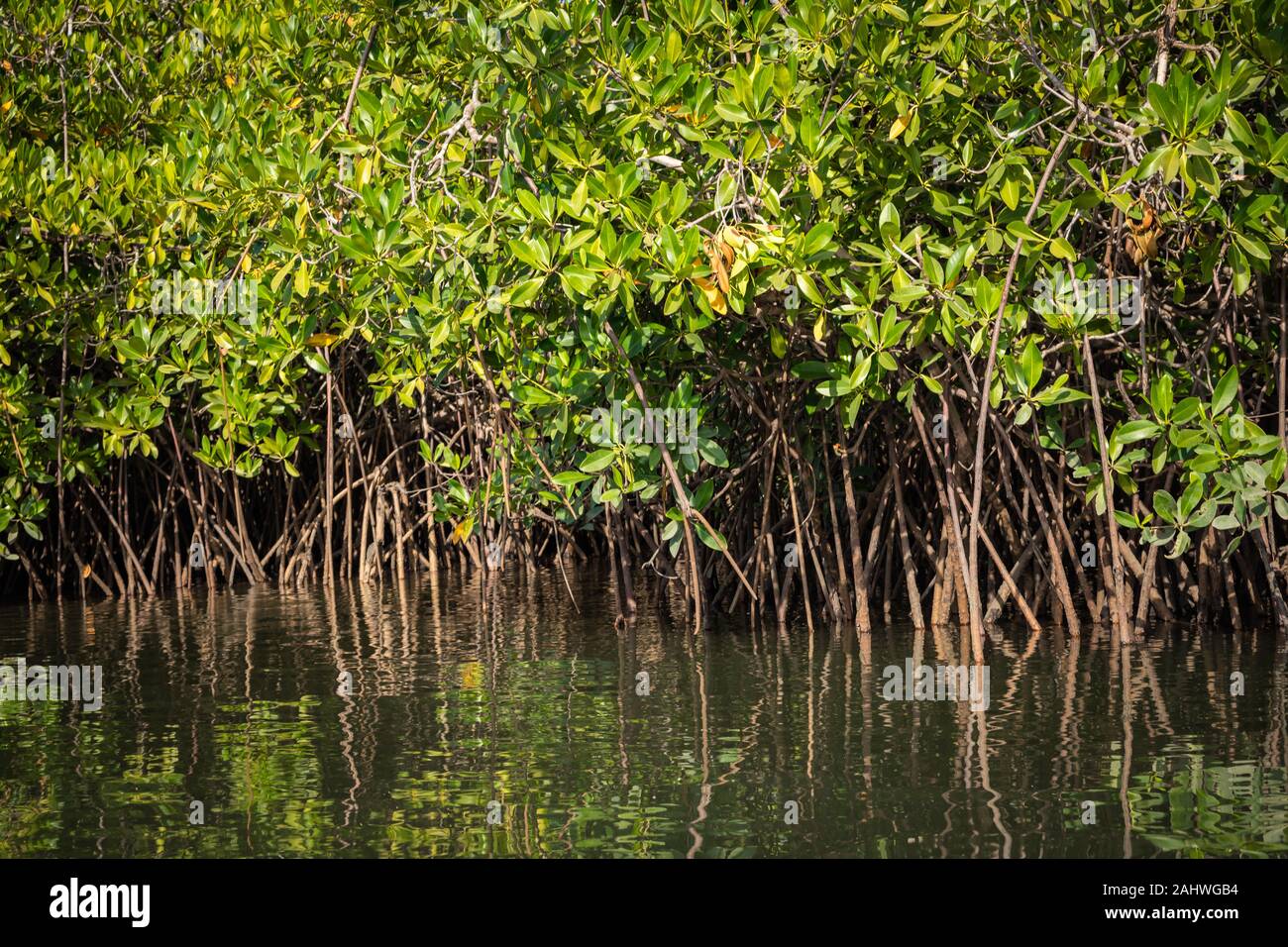 Gambia Mangroves. Green mangrove trees in forest. Gambia Stock Photo ...