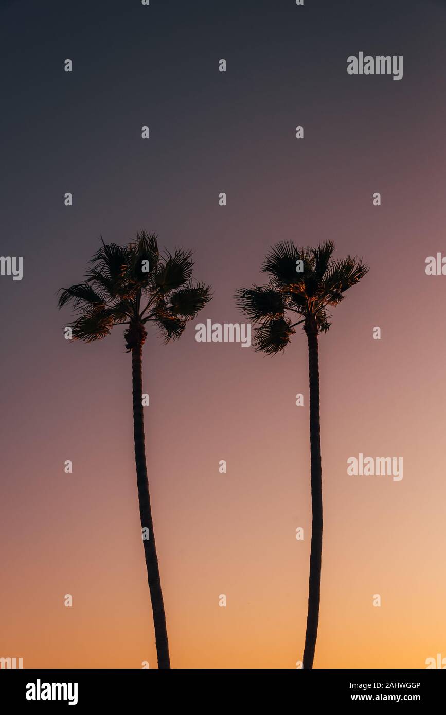 Palm trees at sunset, in Manhattan Beach, California Stock Photo