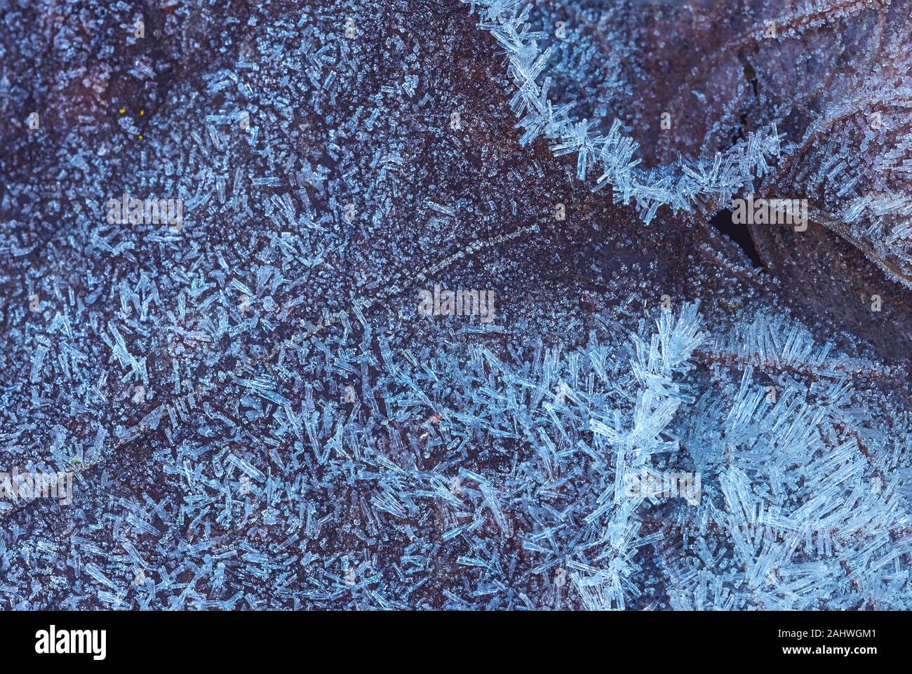 Frozen leaf with ice crystals, winter background Stock Photo - Alamy